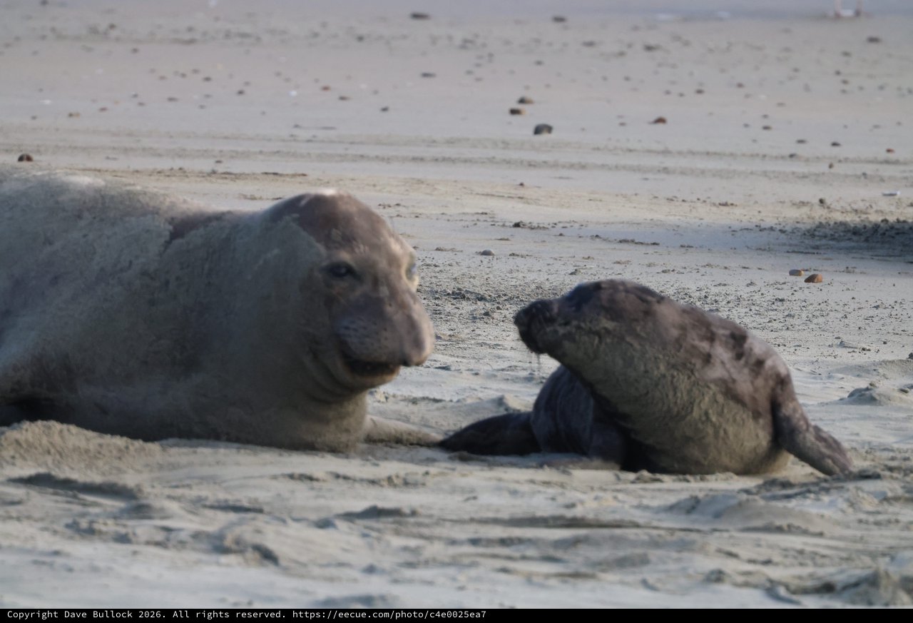 Elephant Seal Pups Resting on Drakes Beach