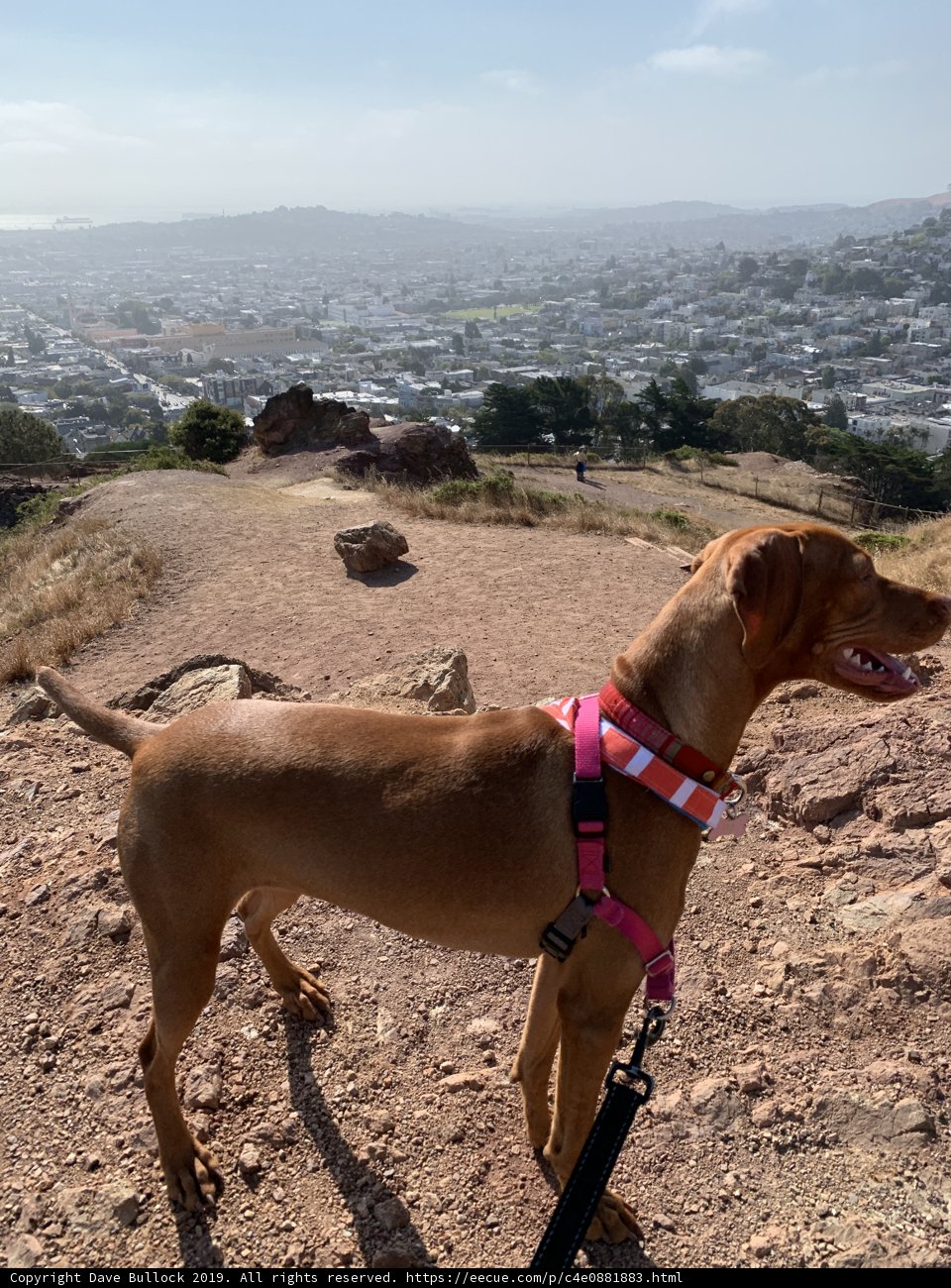 Pink-Collared Vizsla on the Hill