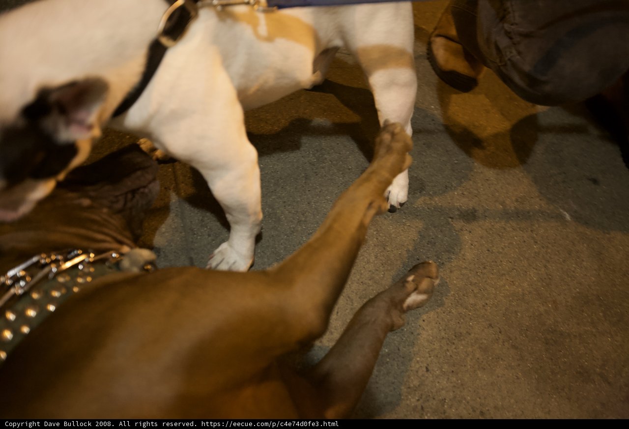 Playtime with the Pups