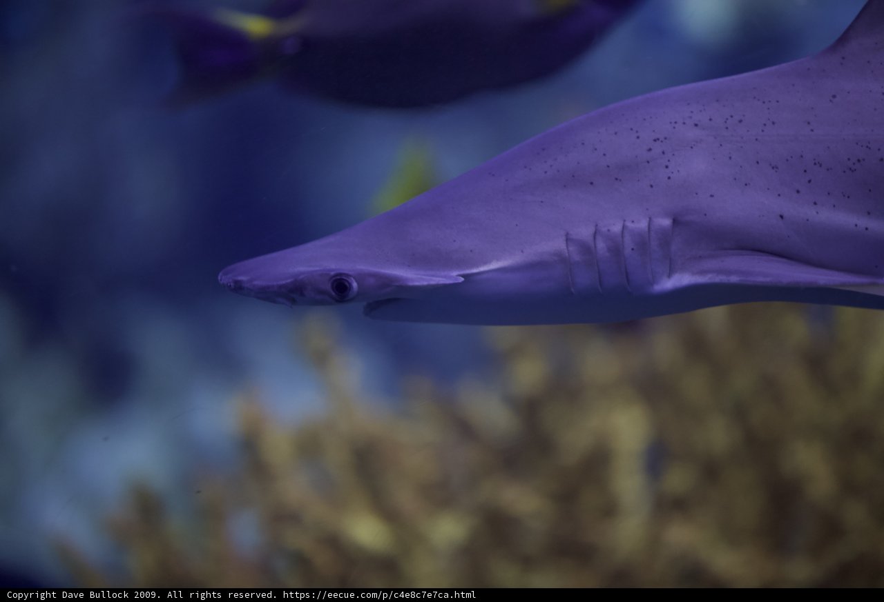 The Magnificent Purple Shark