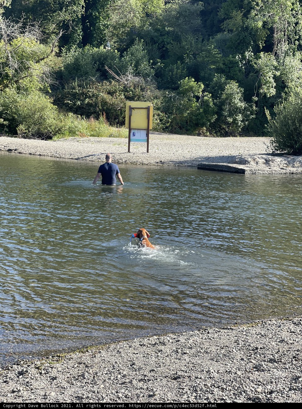 A Man and His Best Friend Taking a Dip