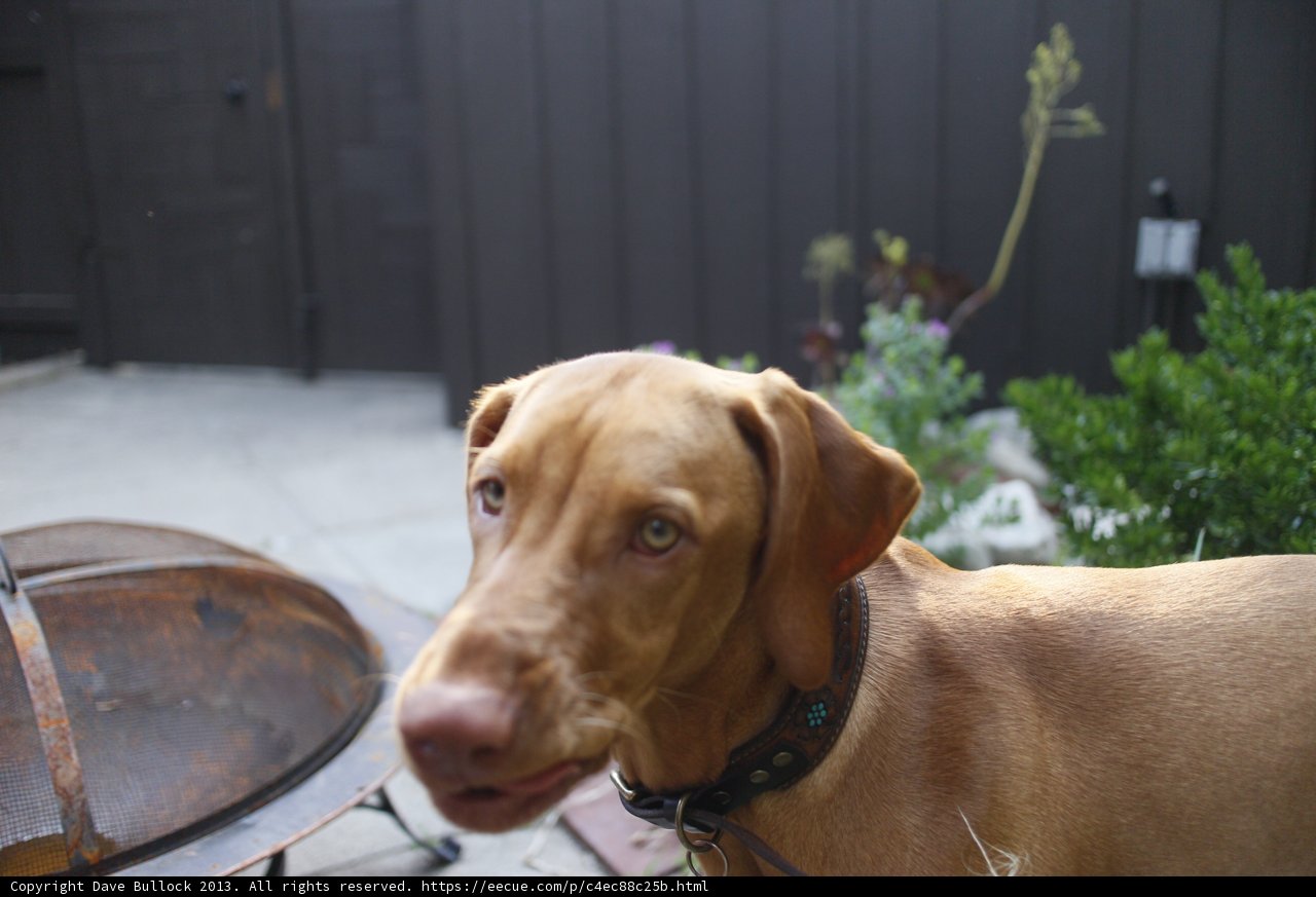 Bewildered Pooch