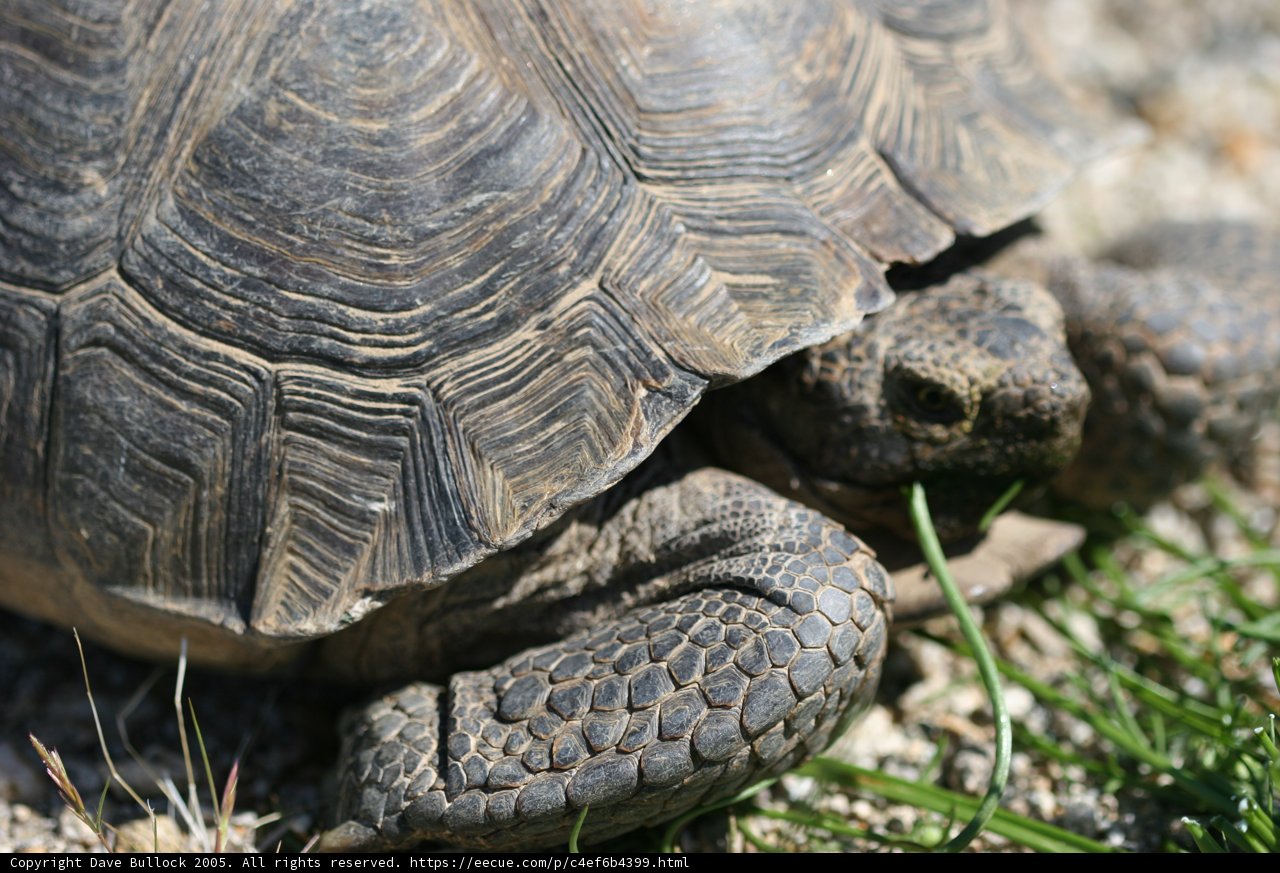 Napping Tortoise