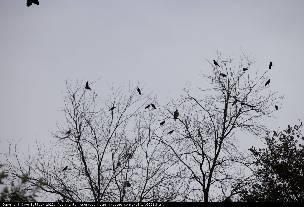 Winged congregation