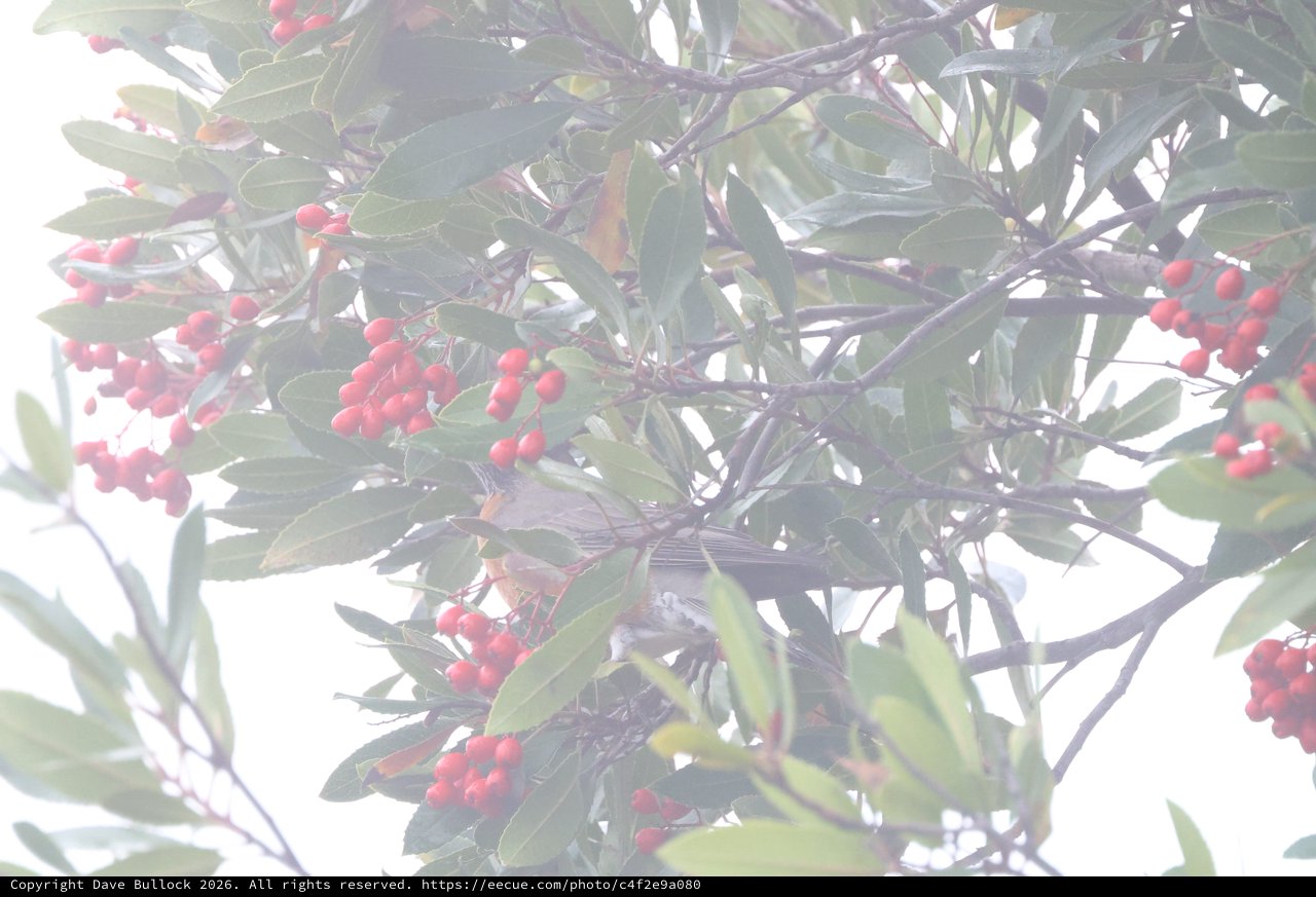 Red Berries on Misty Winter Branches