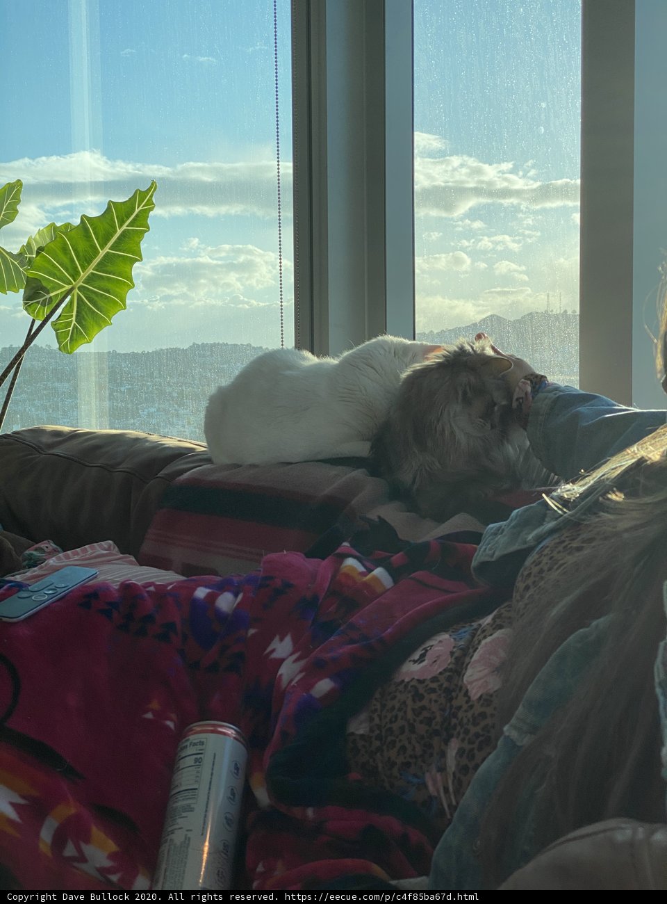 Couch Companion