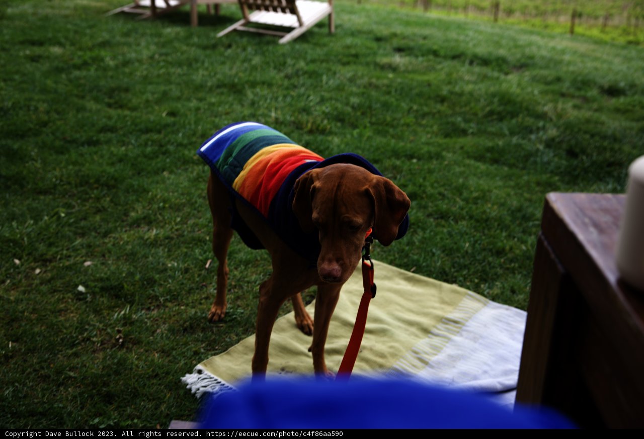 Stylish Pup's Napa Adventure