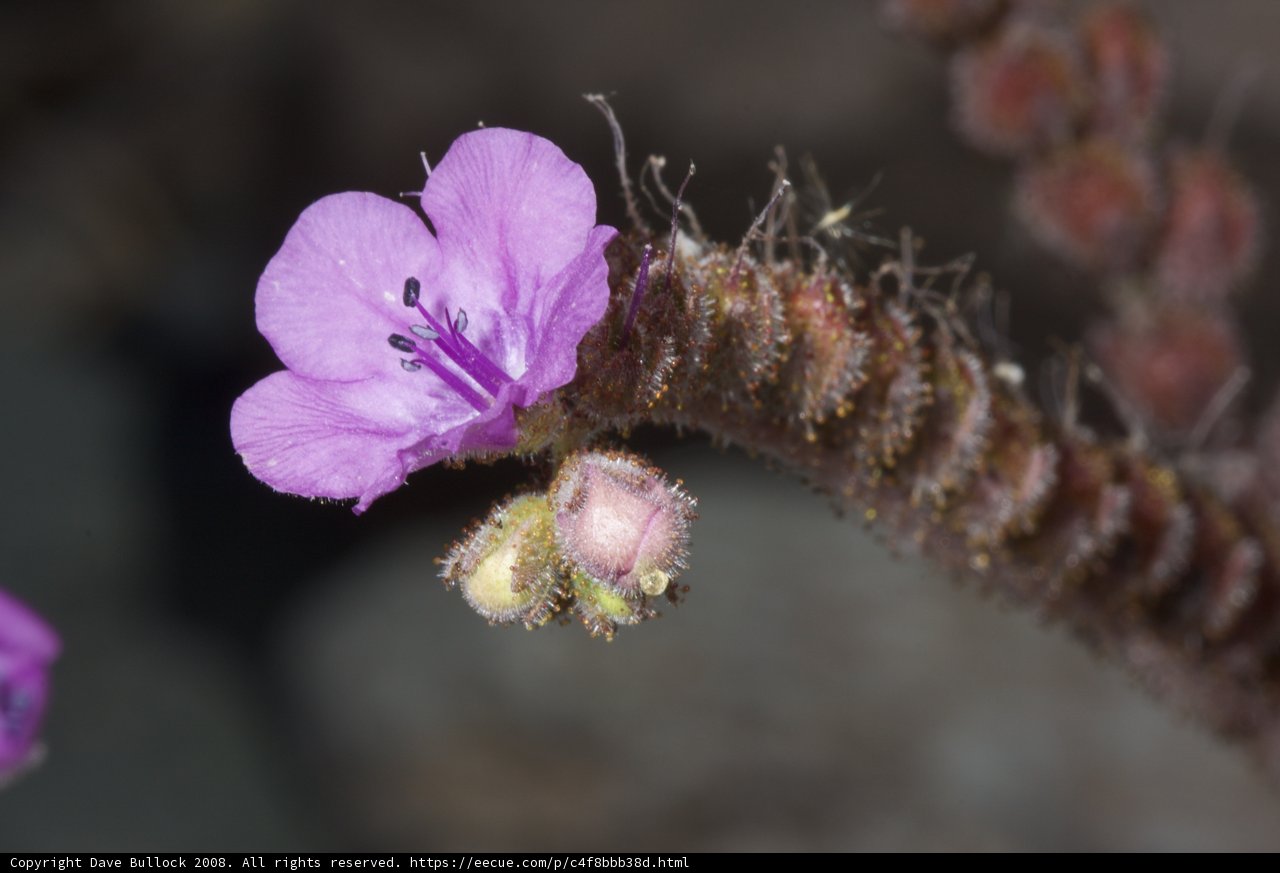 Vibrant Geranium Blossom