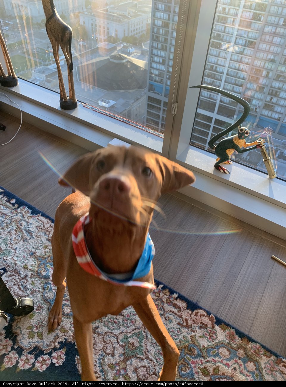 Curious Hound at the Window