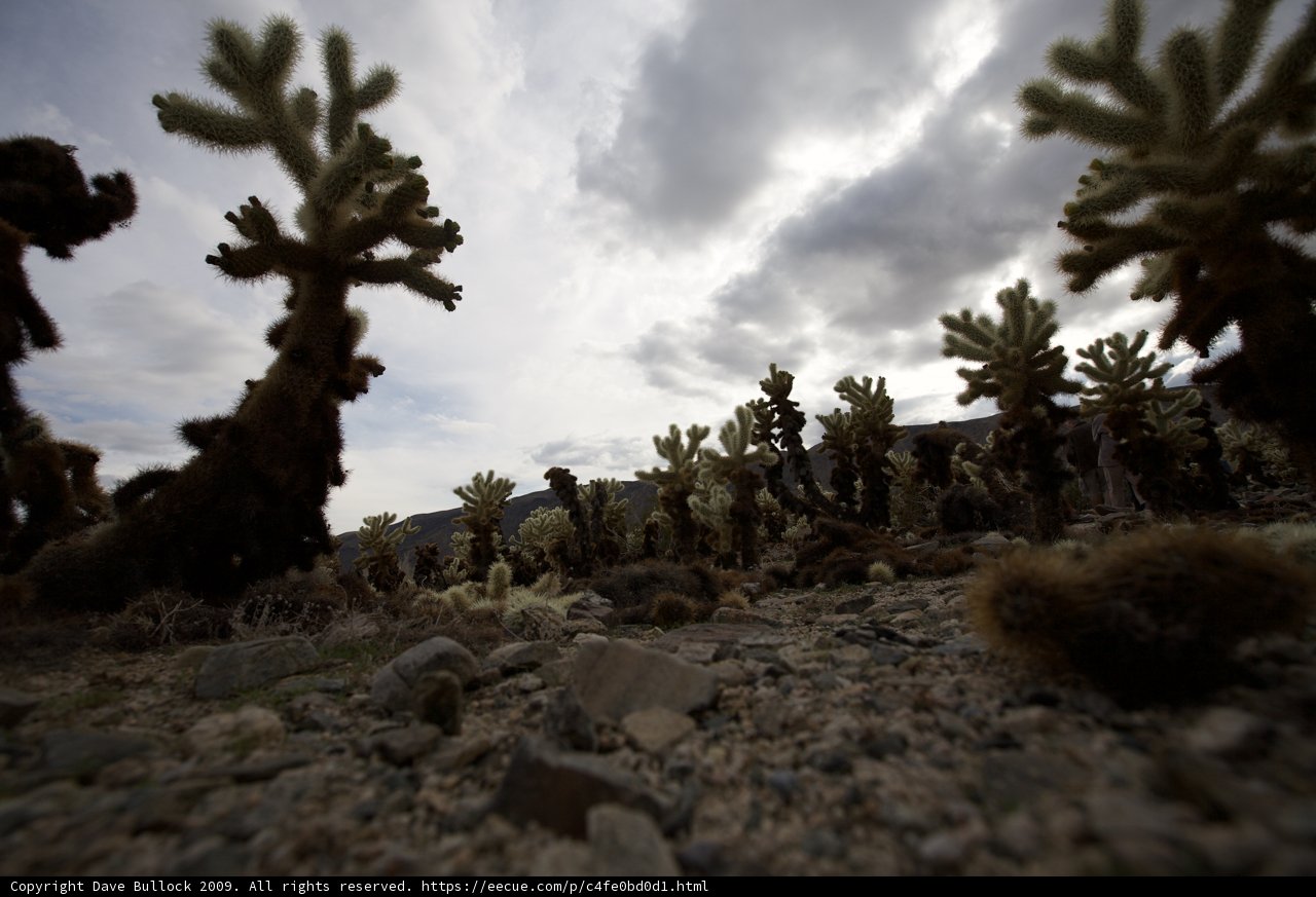 Desert Cacti Oasis
