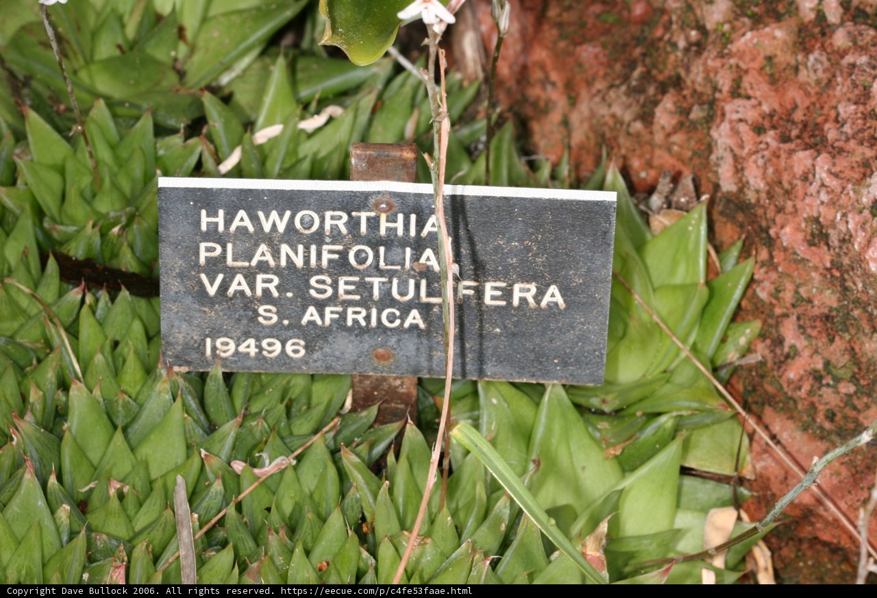 Sign for Haworthia Plantofolia Var Setterterra