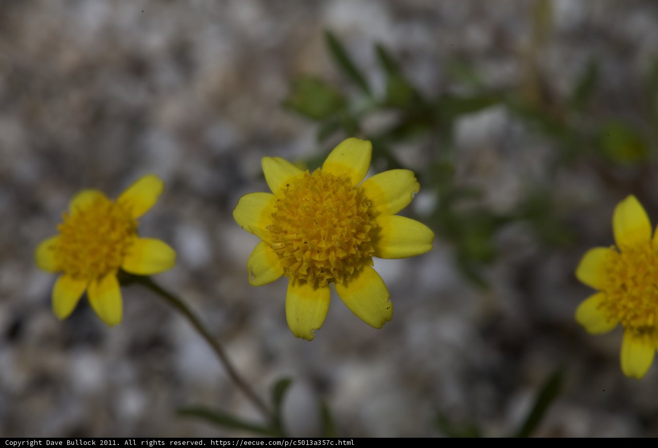 Desert Daisies