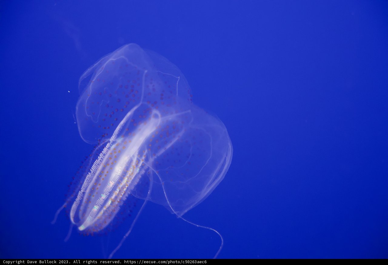 Graceful Journey in Deep Blue