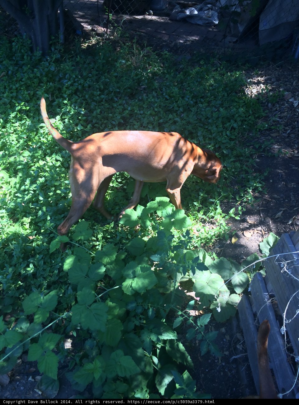 Herbal Hound