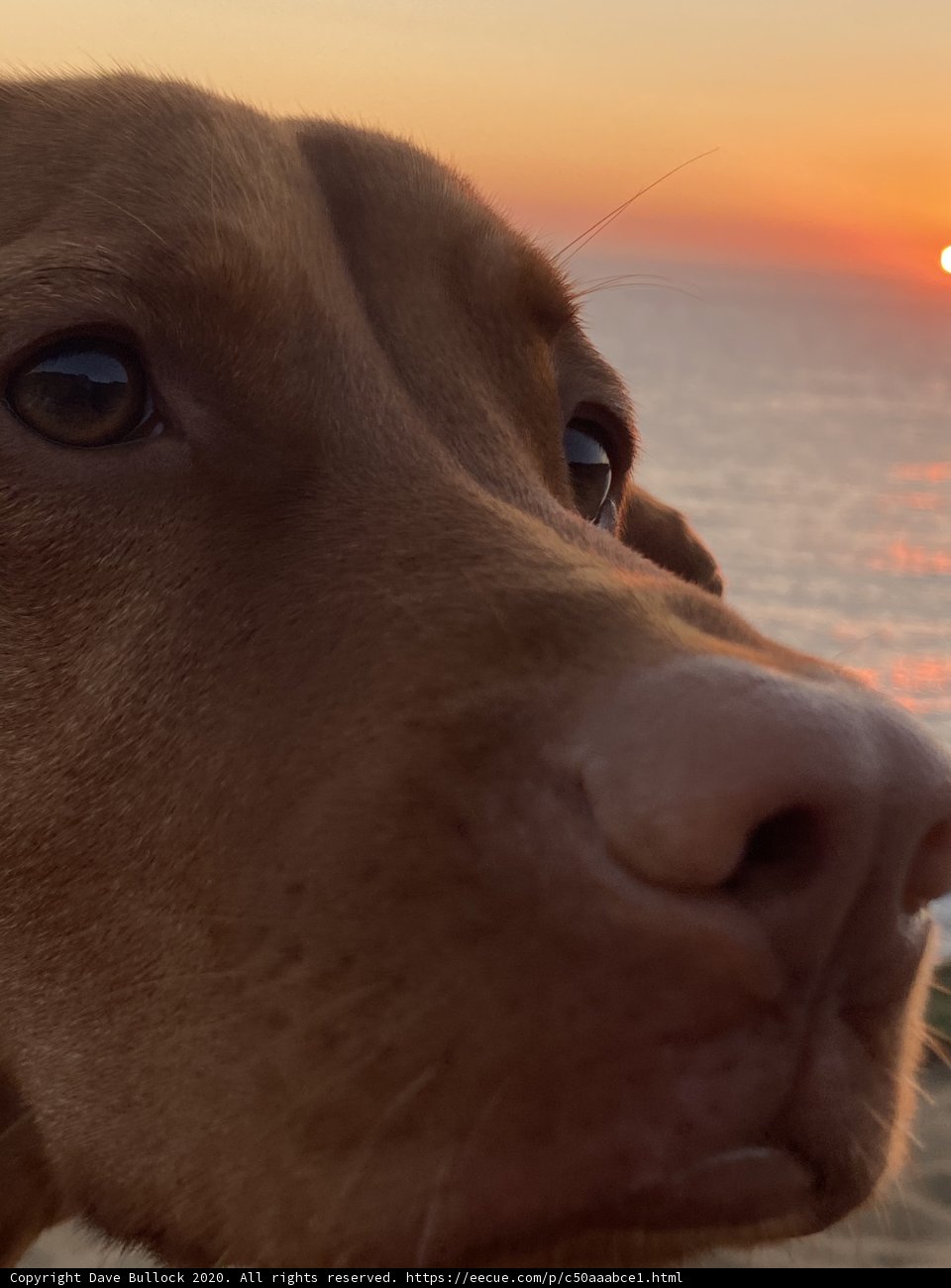 Puppy Gazing at the Coastal Sunset