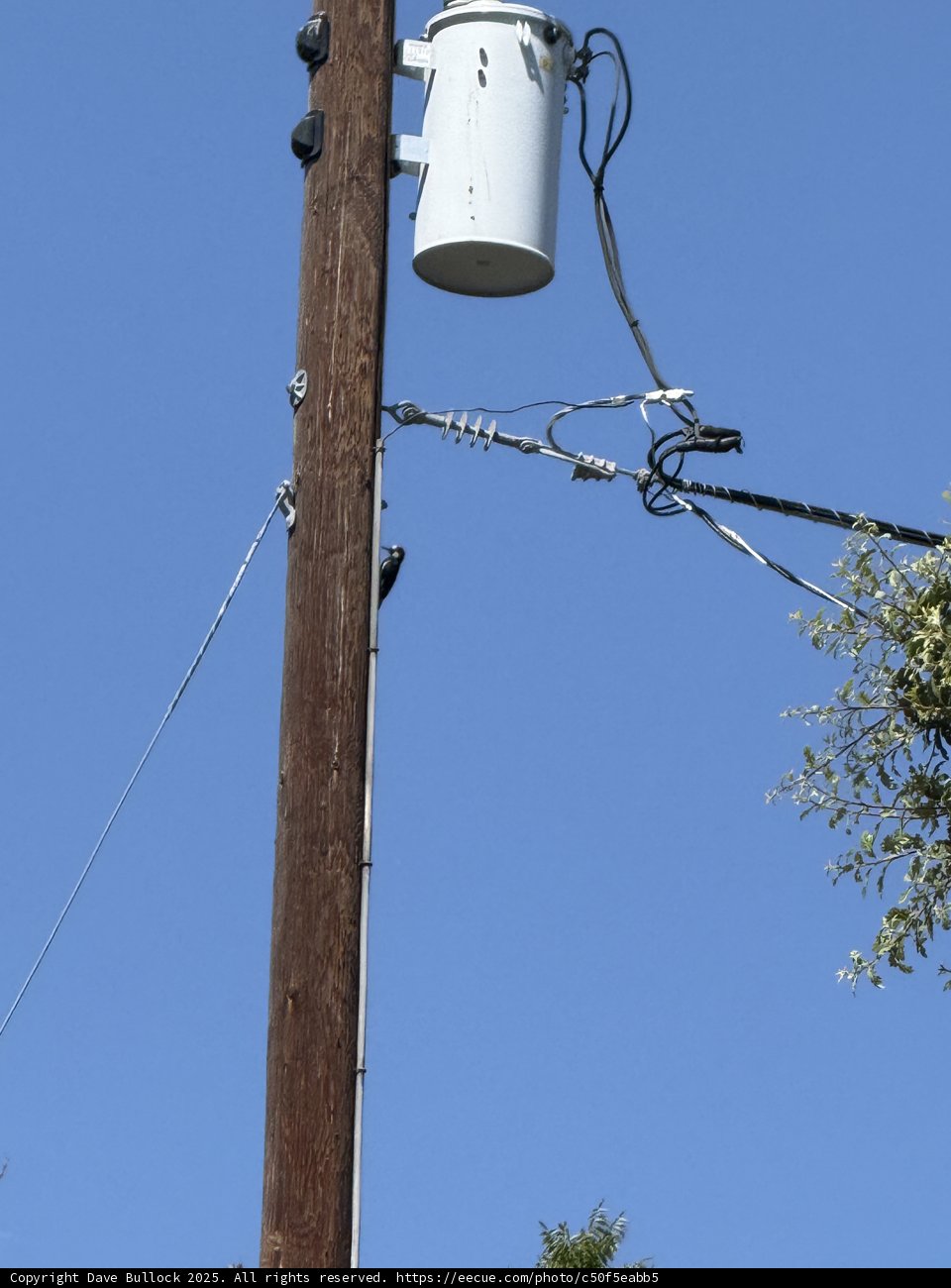 Harmony in Urban Heights