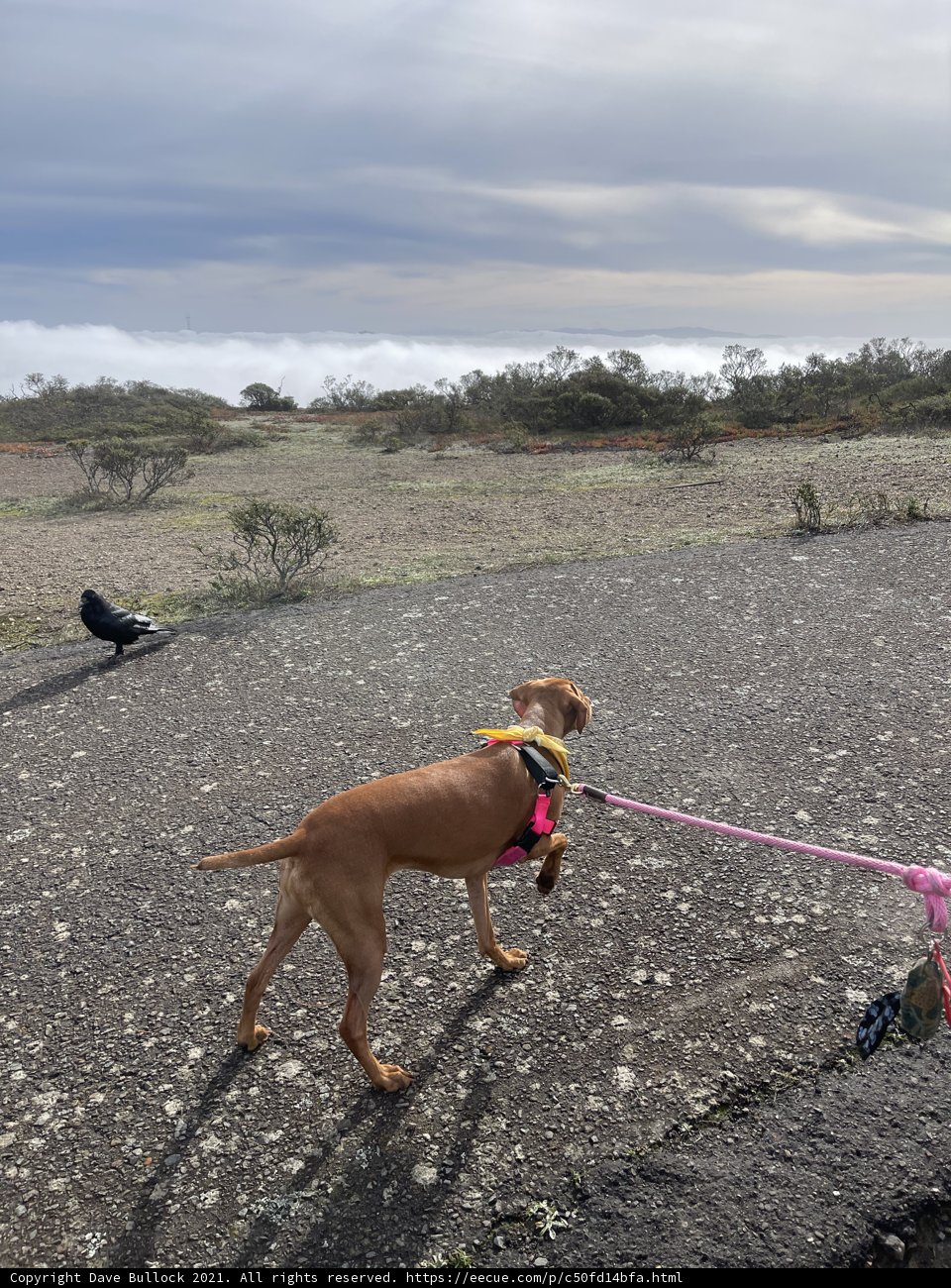 A Walk with My Canine Buddy