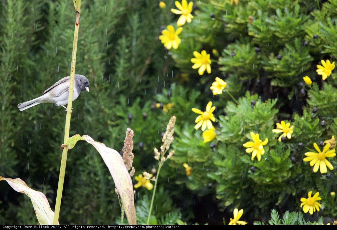 Small Bird Perched in Rain with Yellow Wildflowers