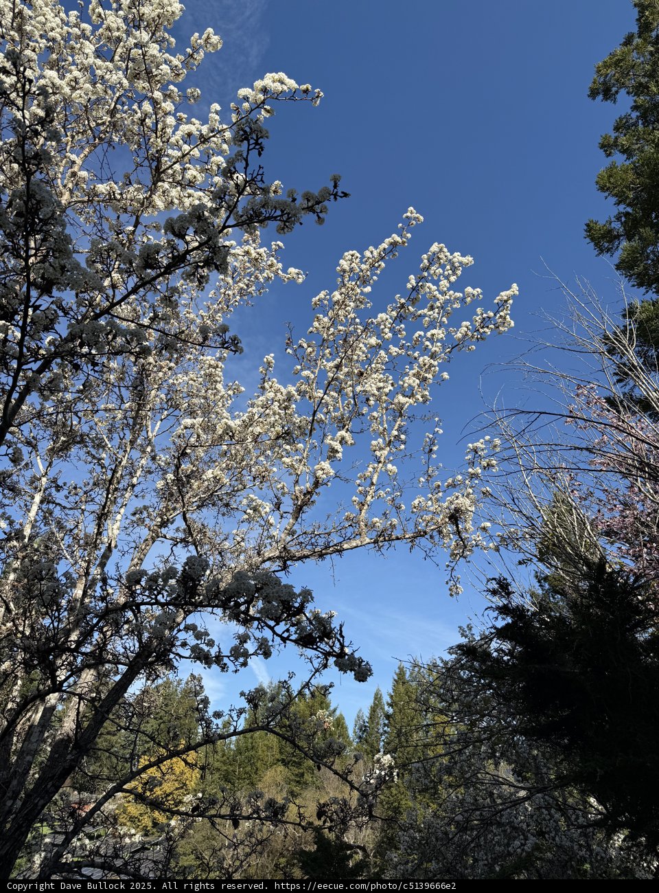 Blossoms Under the Blue Sky