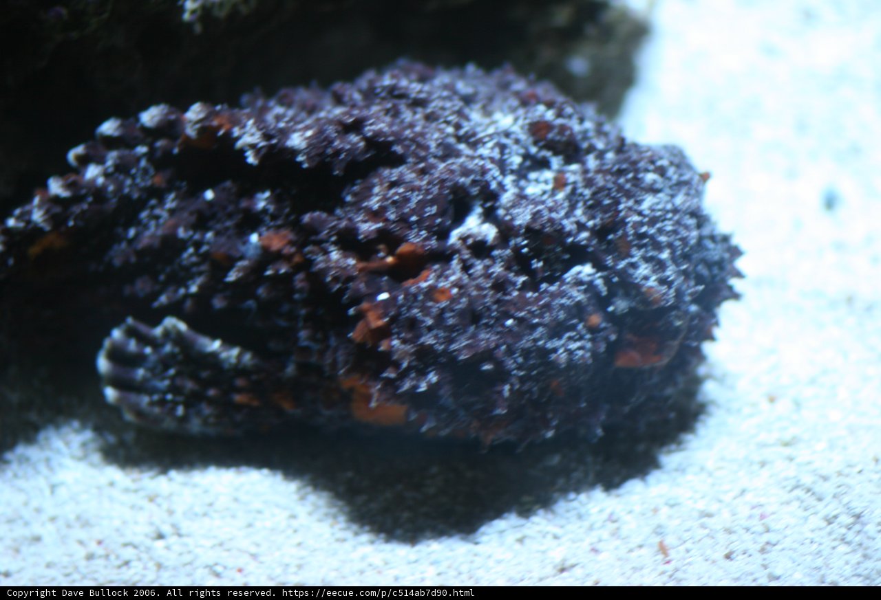 Black and Orange Reef Fish with White Head