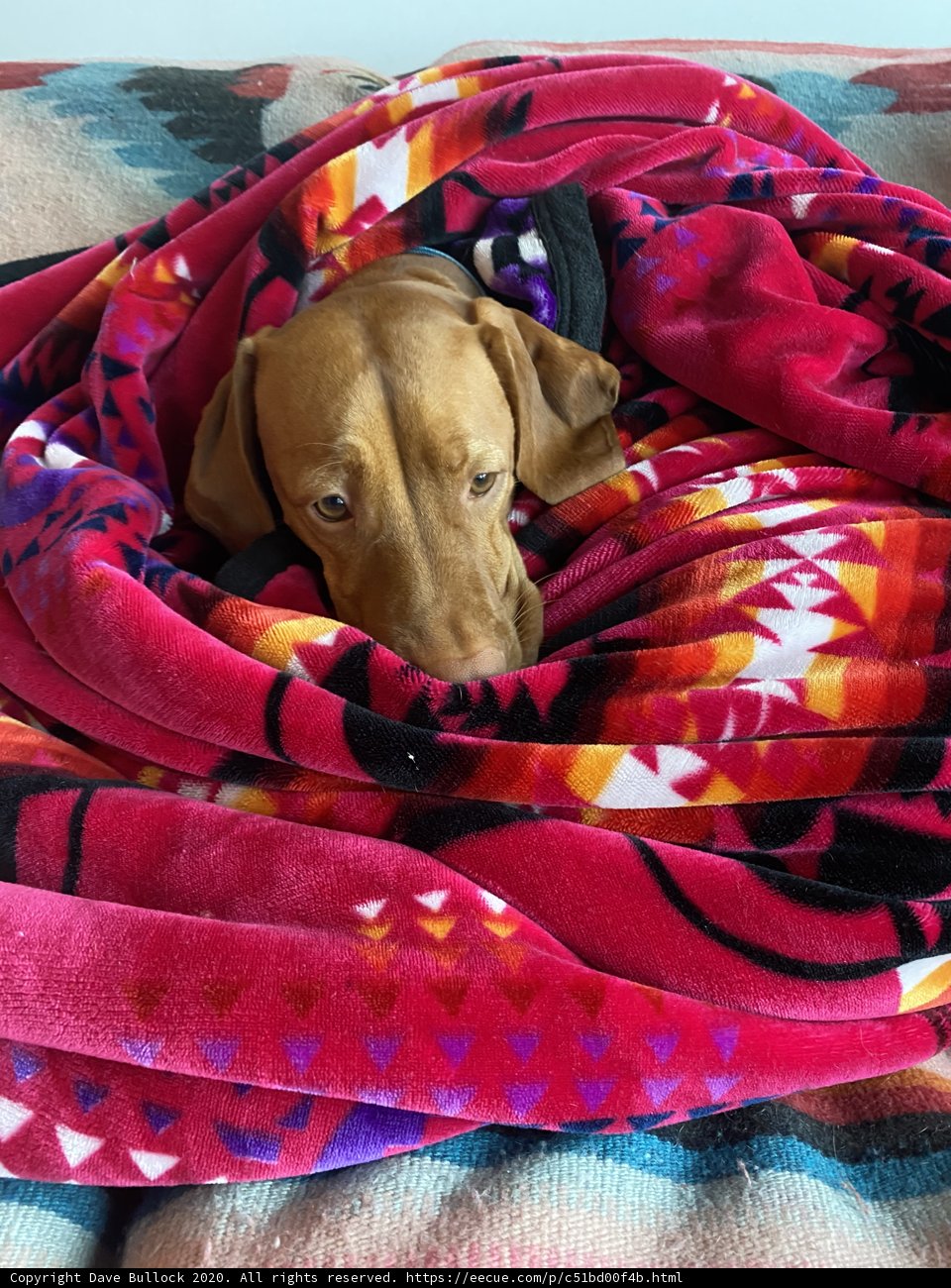 Cozy Vizsla on a San Francisco Bed