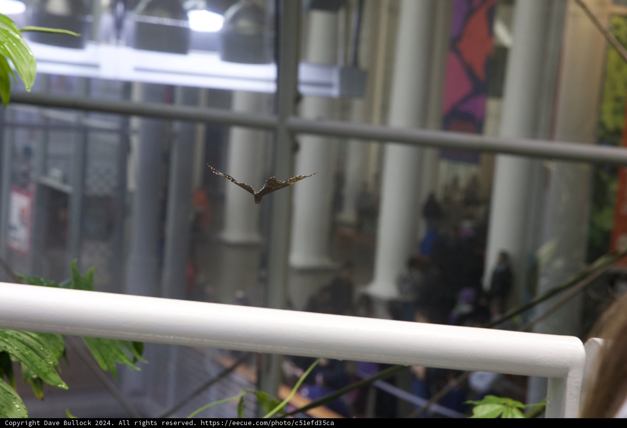 Soaring through the Urban Jungle