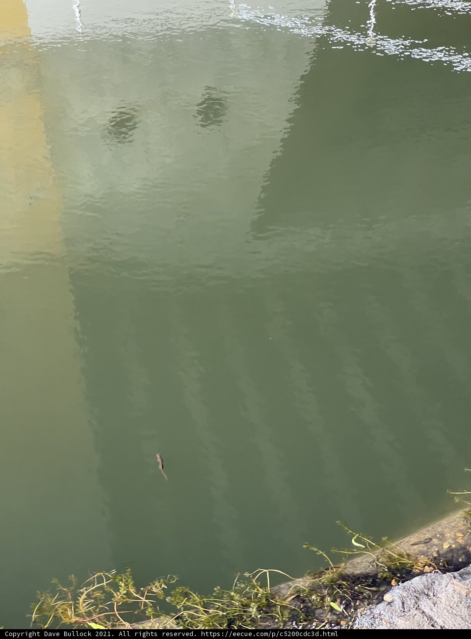 Serenity by the Pond