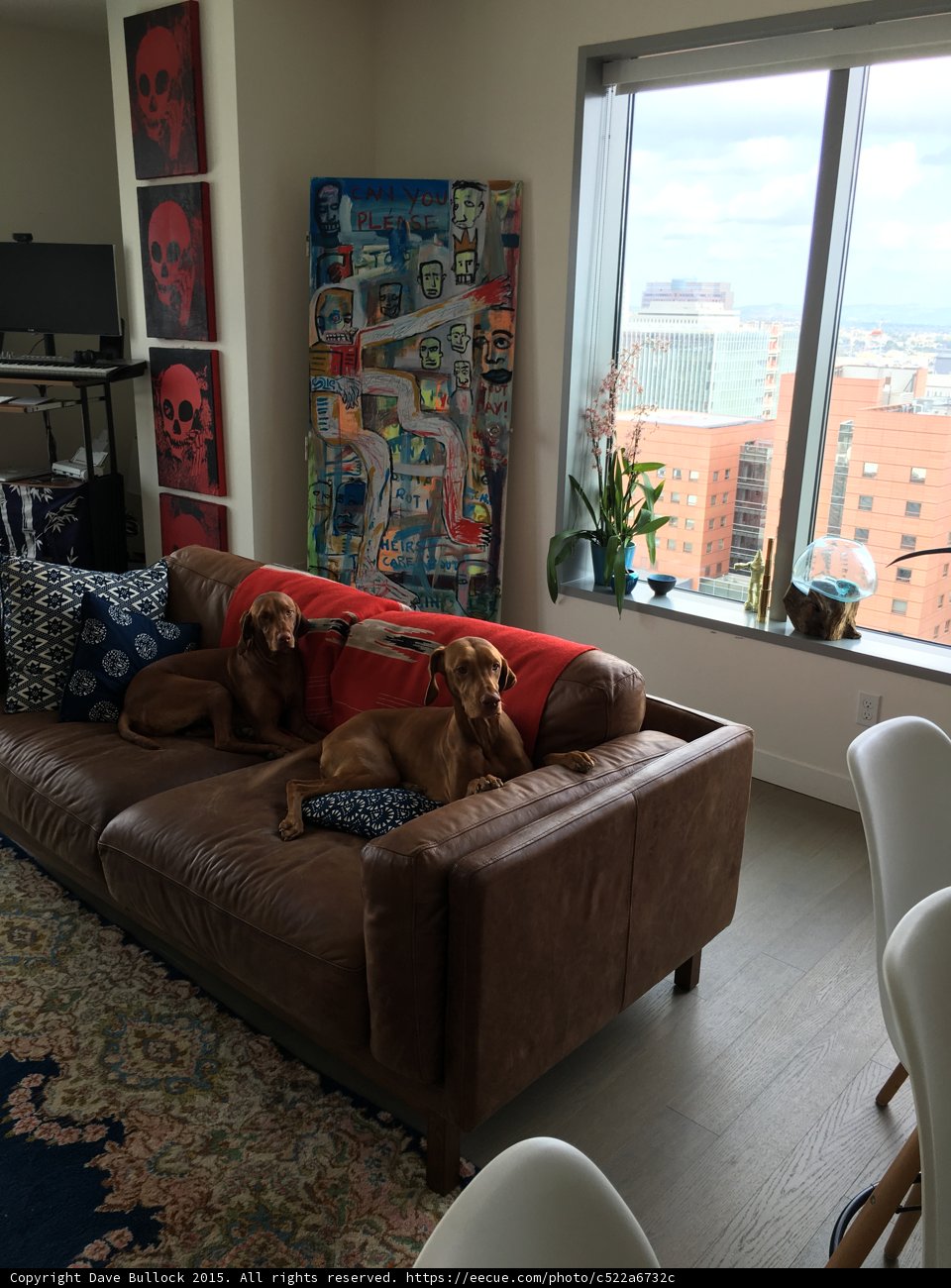 Canine Comfort in the Living Room