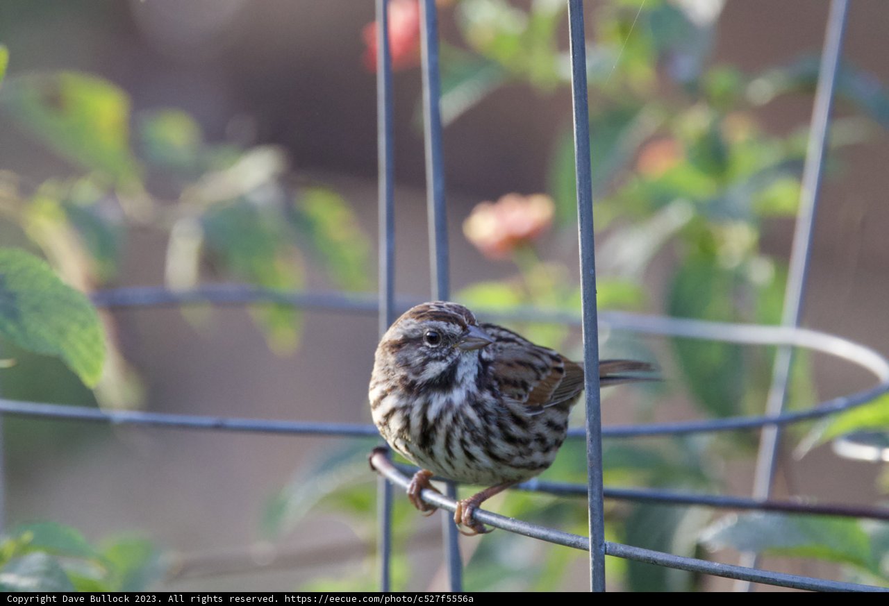 A Sparrow's Perch