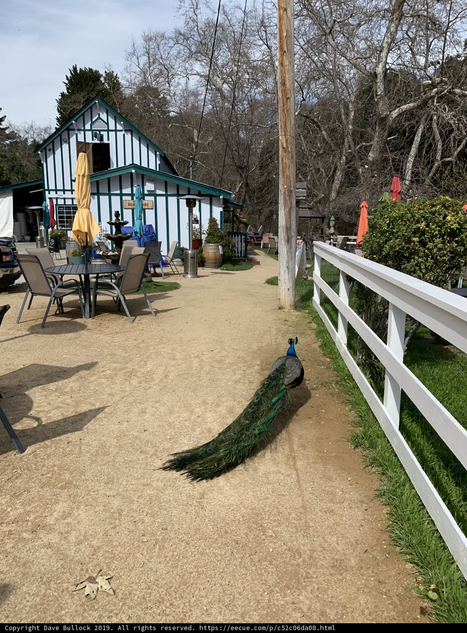 Majestic Peacock Roaming Avila Beach