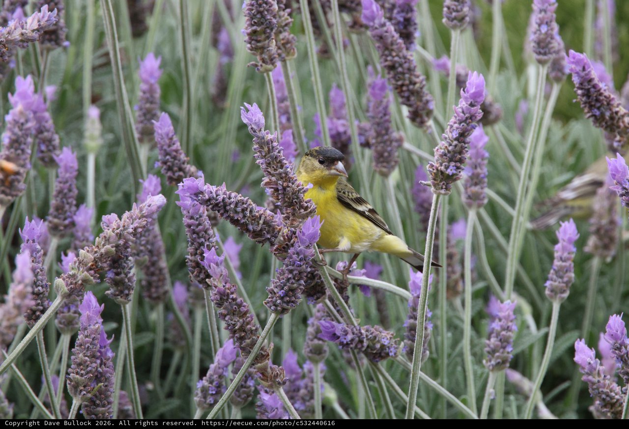 Lesser Goldfinch Perched Among Lavender Blossoms