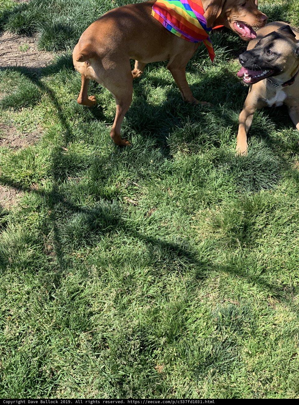 Playtime at Alice's Dog Park
