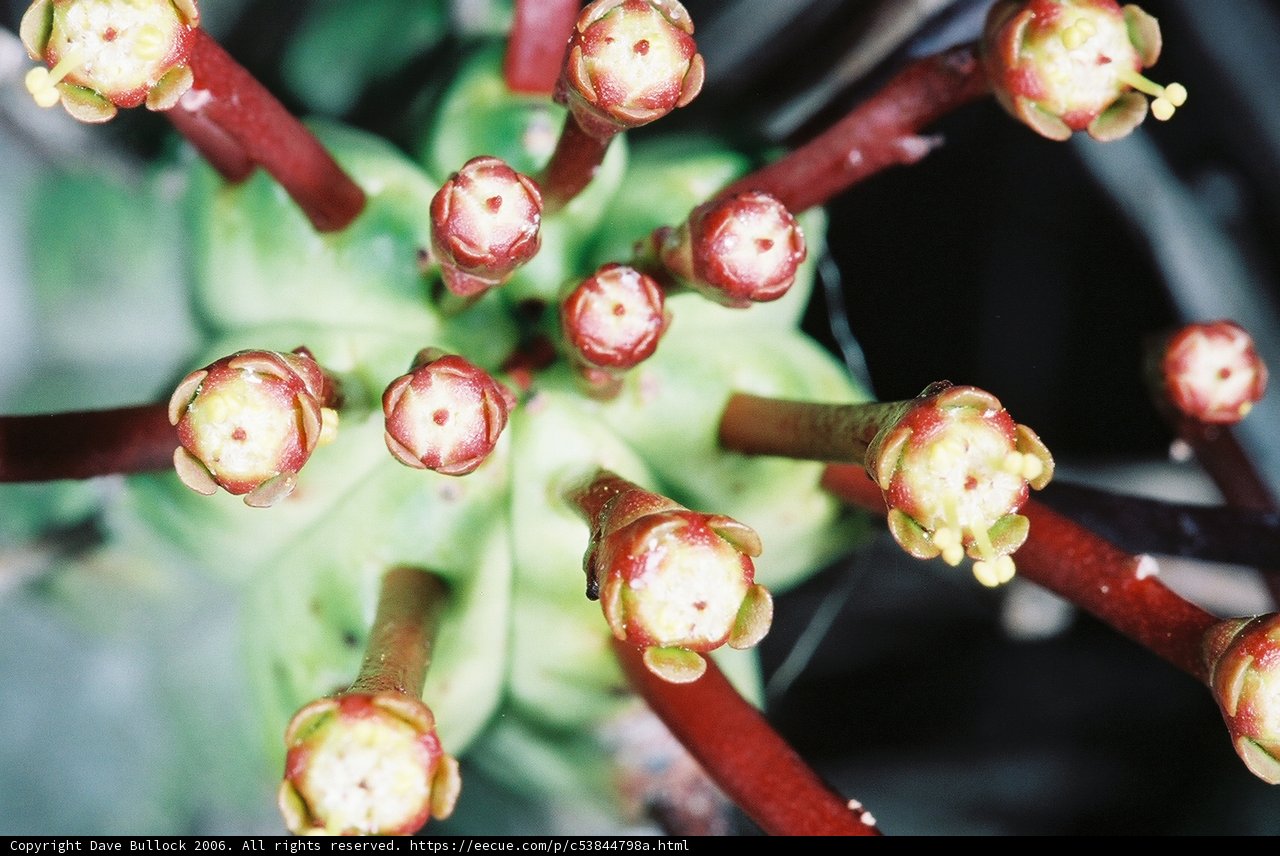 Close Up of a Flowering Plant
