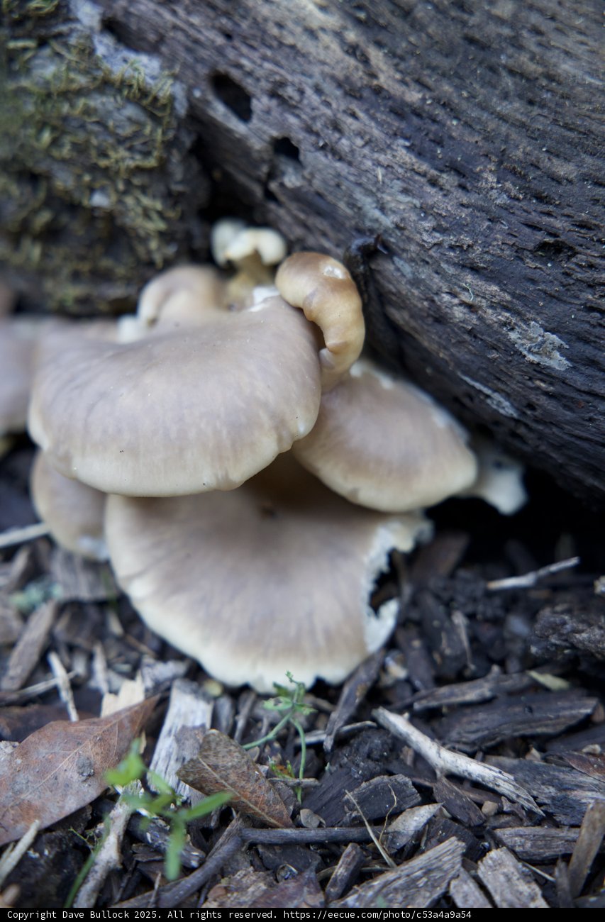 Hidden Fungus Along Huckleberry Trail