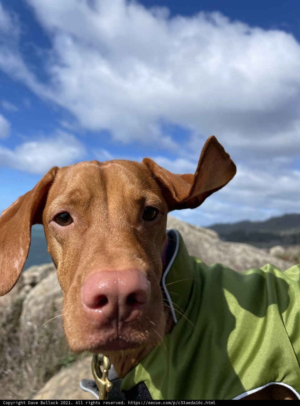 Rocky Hill Canine in Green Jacket