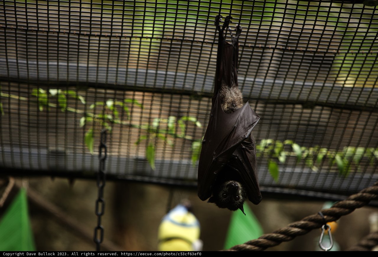 Upside-Down Encounter at Oakland Zoo