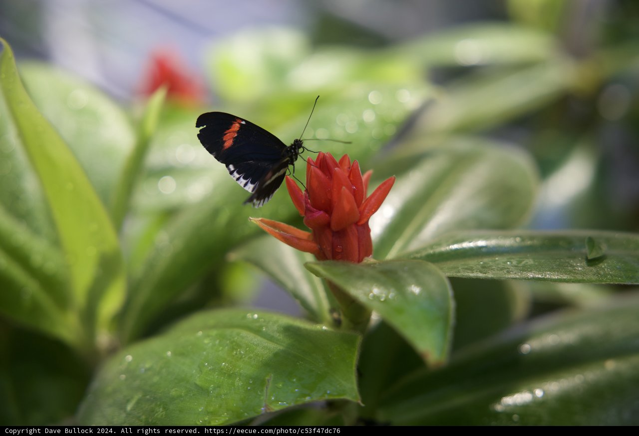 Vibrant Visitor: The Black and Red Butterfly