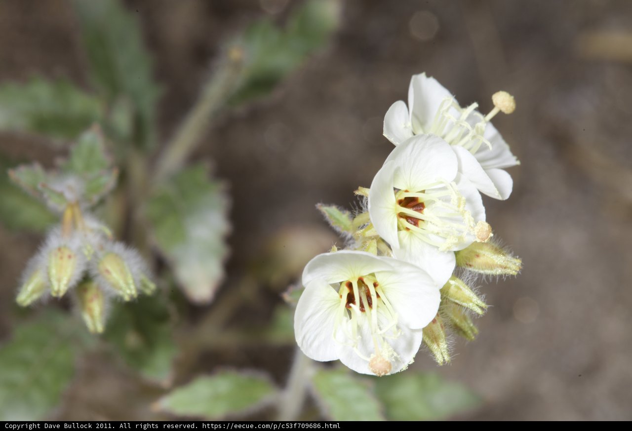 Beautiful White Flower with Brown Stamens