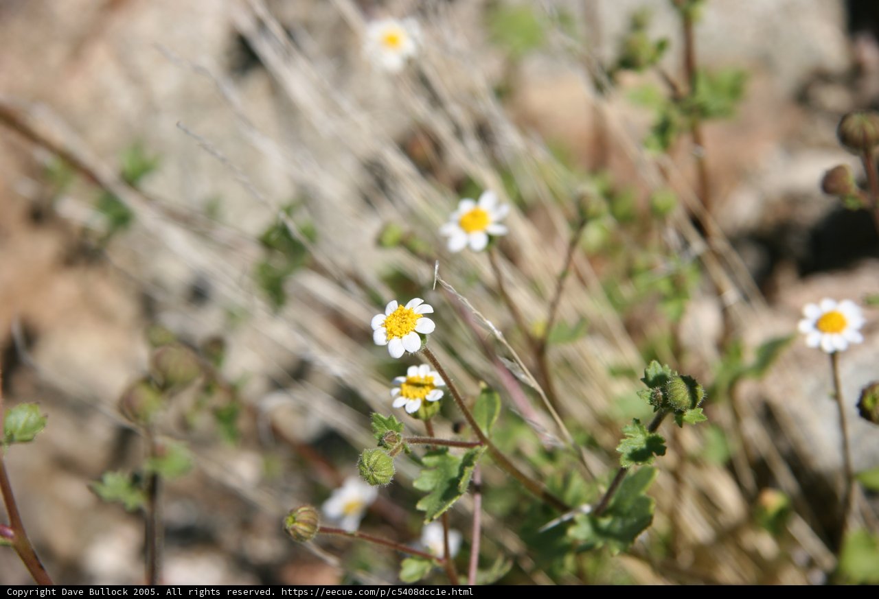 Blooming Daisy