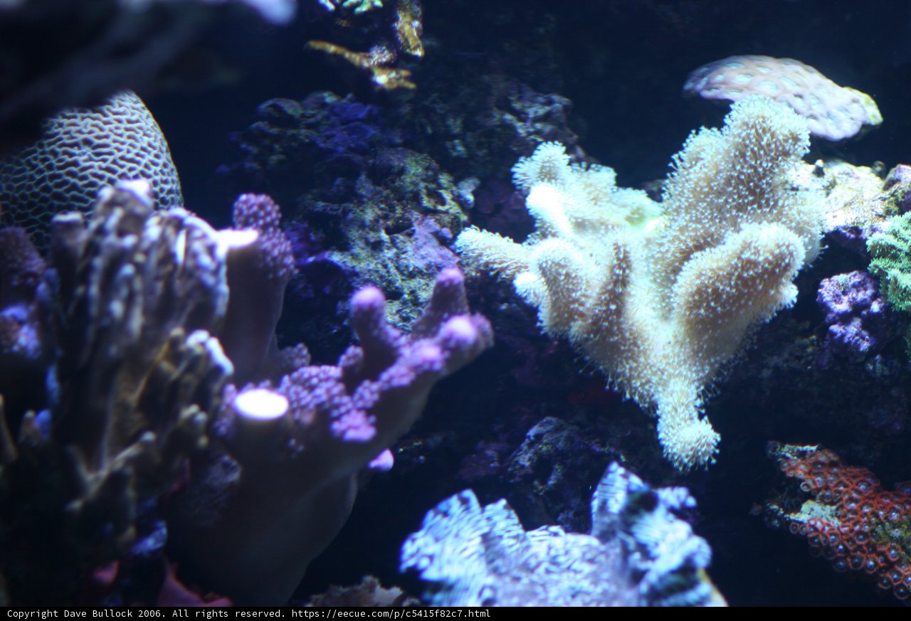 Diverse Coral Life of the Sea