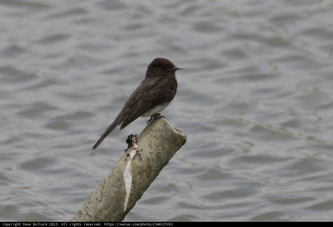 Perched Serenity