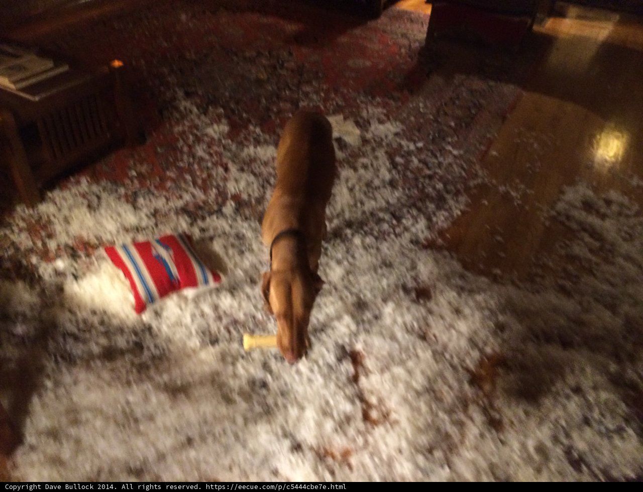 Puppy Playtime