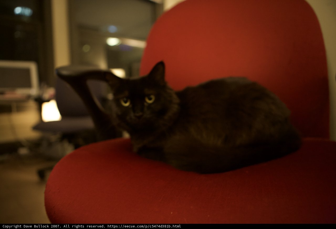 Midnight Perch