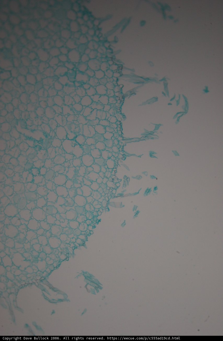 Leafy Stains
