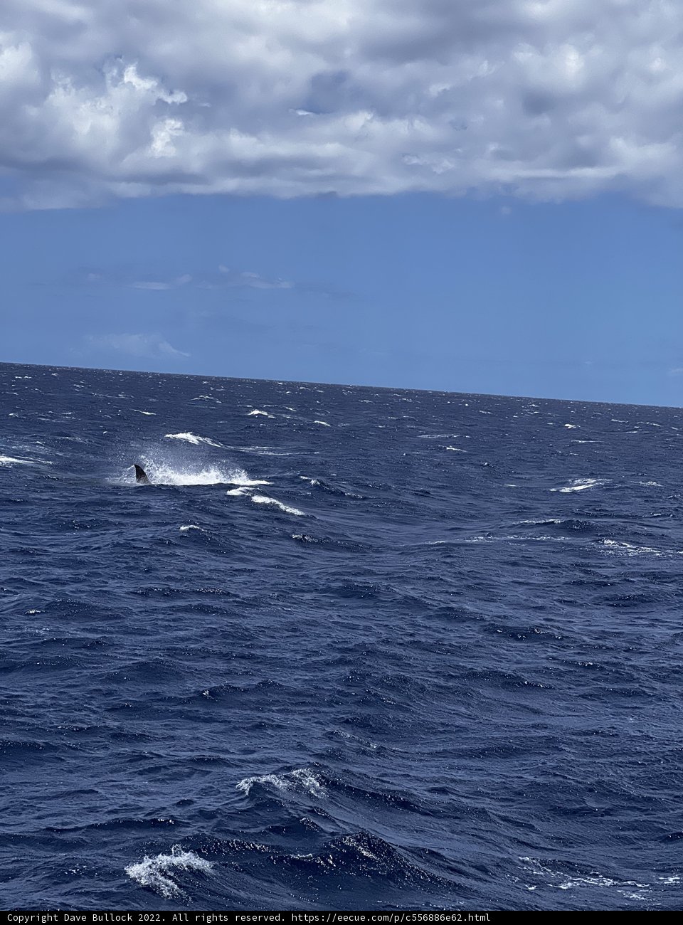 Majestic Whale in the North Pacific Ocean