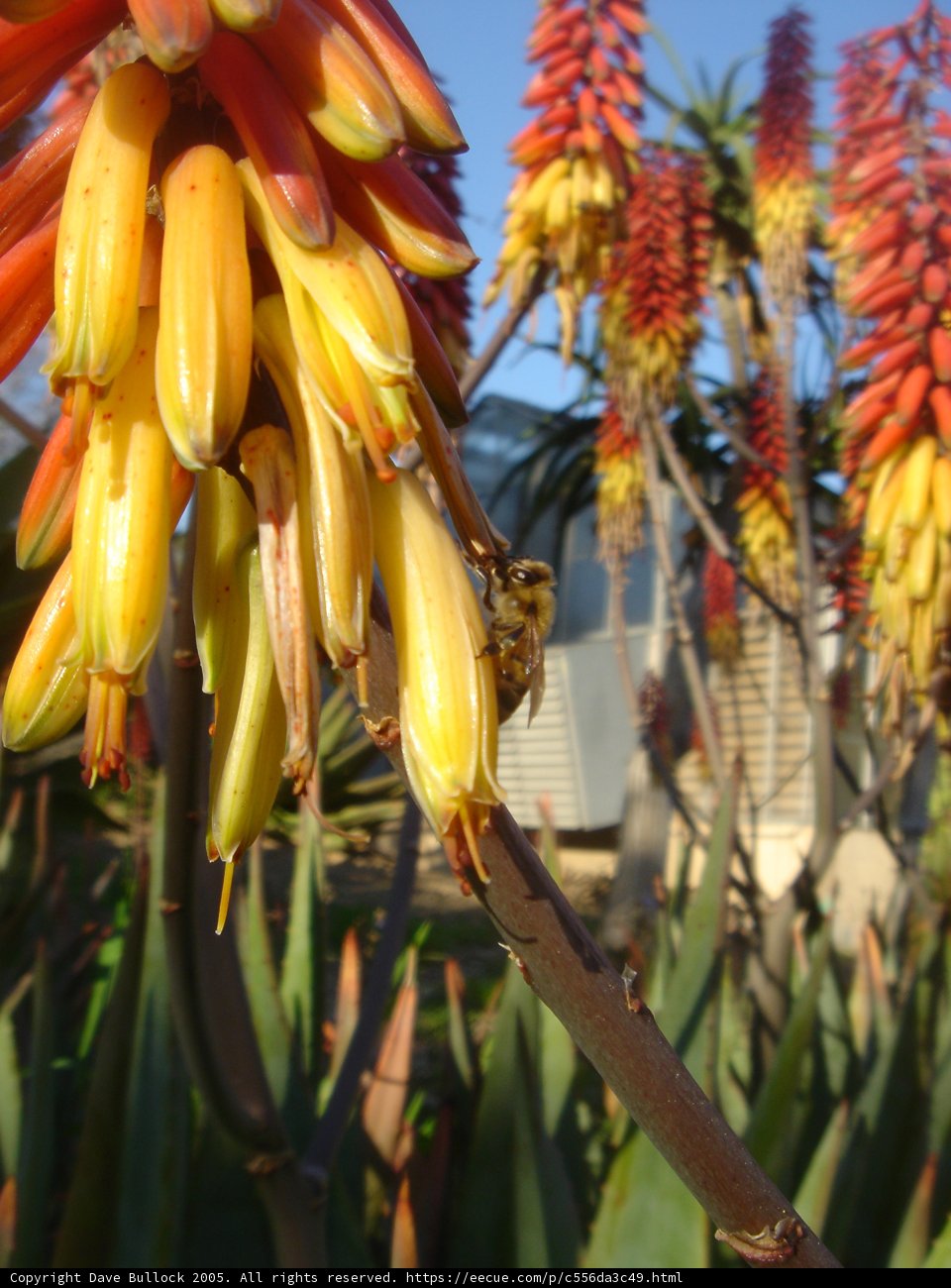 A Bee Collecting Pollen from an Aloe Flower