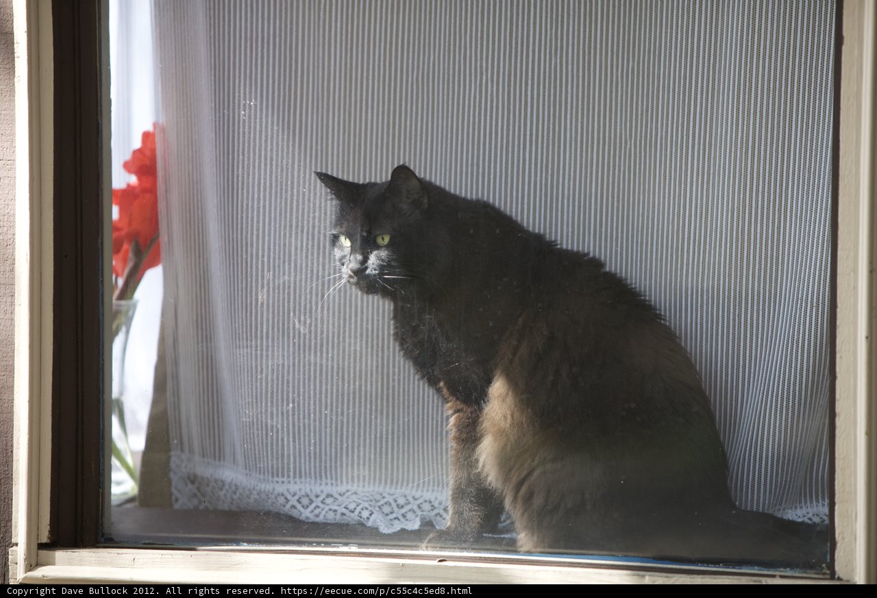 Window Cat