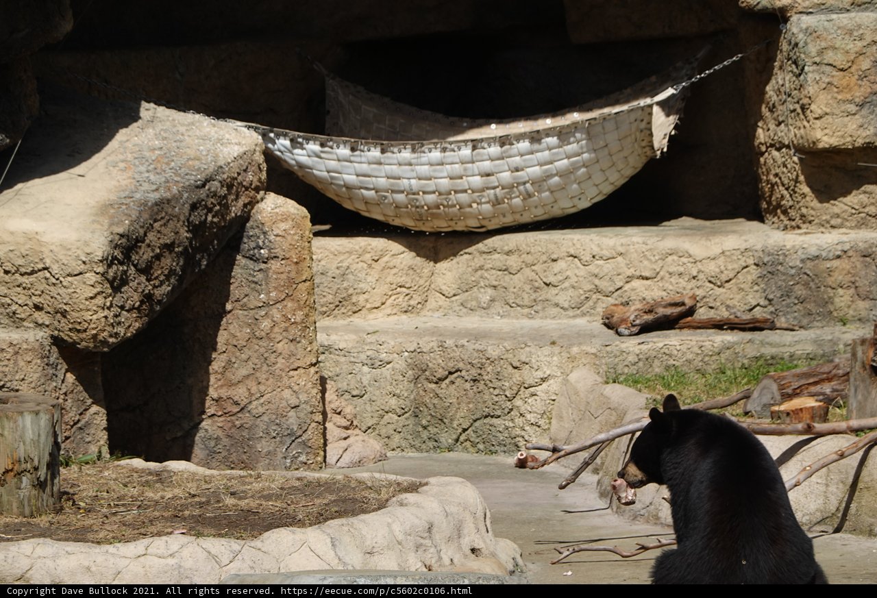 Relaxing Bear in a Hammock