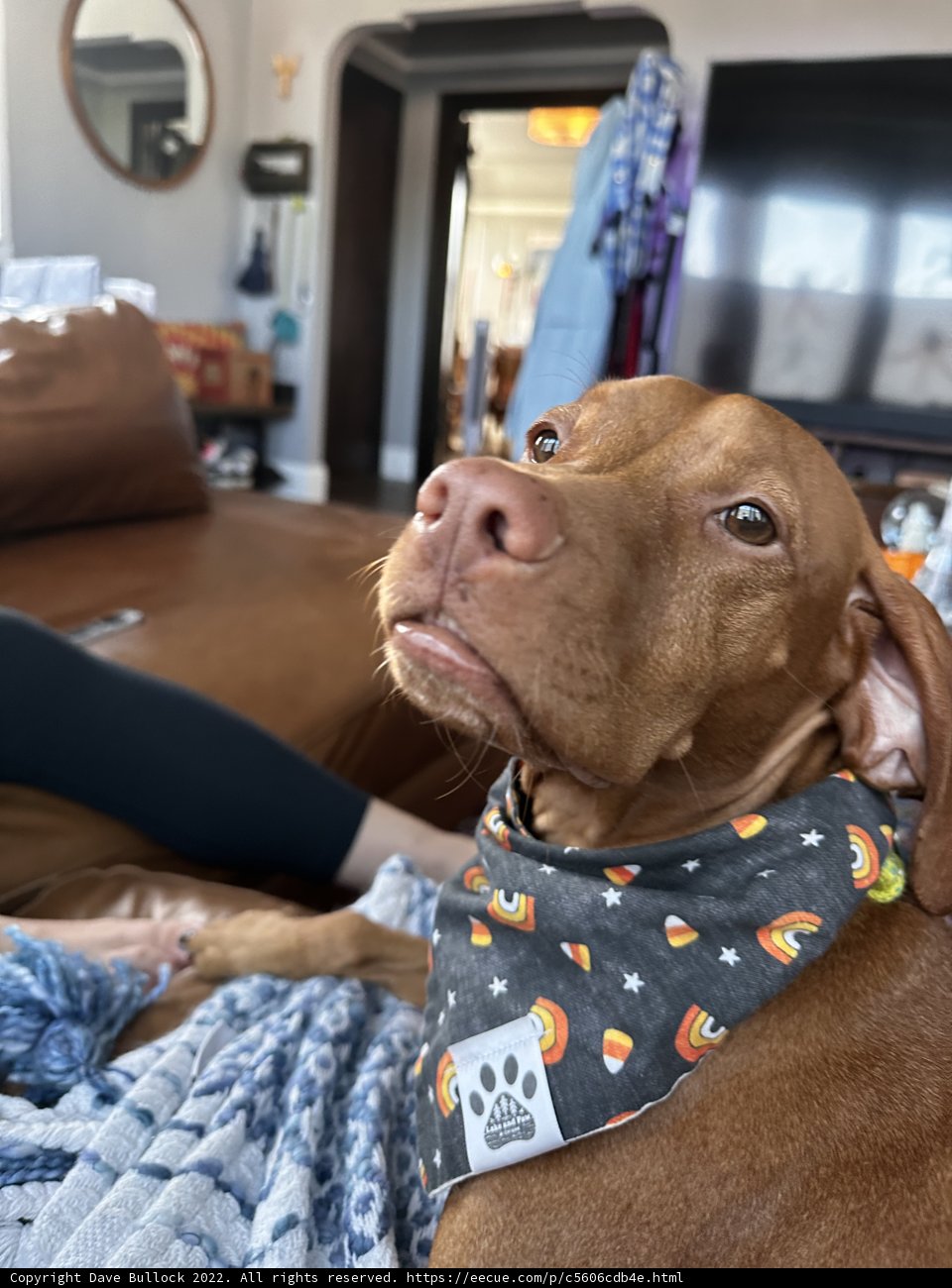 Cozy Canine Companion