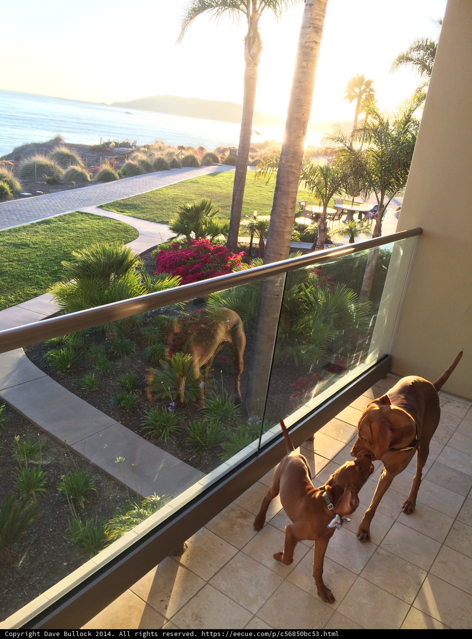 Summer View from the Balcony